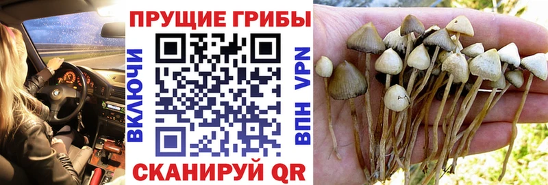 Купить закладки  Кувандык  Псилоцибиновые грибы Psilocybine cubensis 